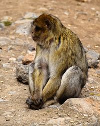 Lion sitting on rock