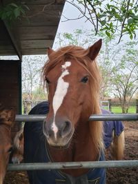 Horse in stable