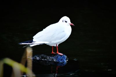 Bird perching on wall