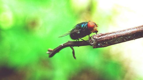 Close-up of insect on leaf