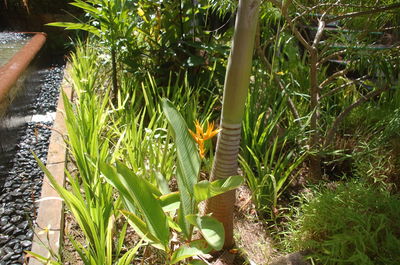 Plant growing in the dark