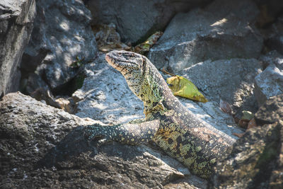 Aquatic varano on the rocky shore of lake victoria, tanzania. varanus salvator