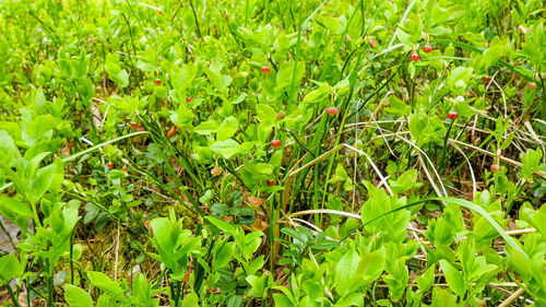 High angle view of plants growing on field