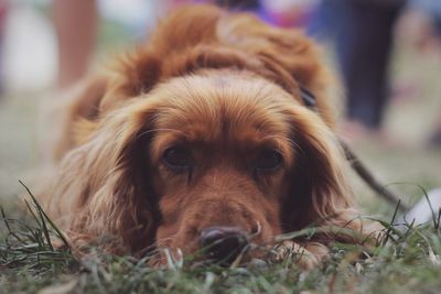 Portrait of cocker spaniel relaxing on field