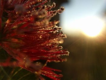 Close-up of flowering plant against bright sun