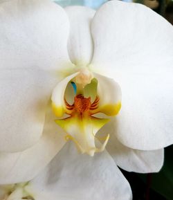 Close-up of white flower blooming outdoors