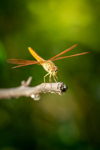 Close-up of insect