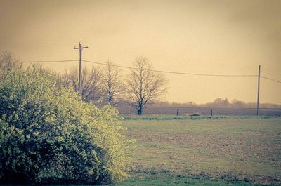 tree
