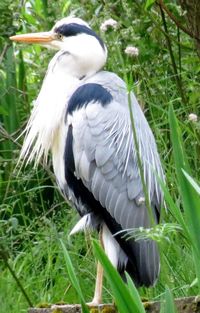 Close-up of bird perching on grass