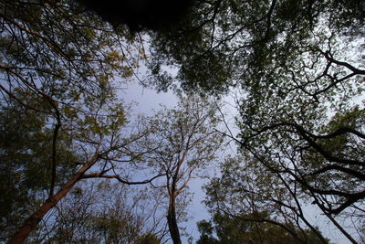 Low angle view of trees against sky