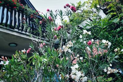 Close-up of flowering plants in yard