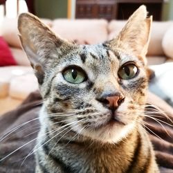 Close-up portrait of tabby cat