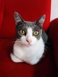 Close-up portrait of cat with red eyes