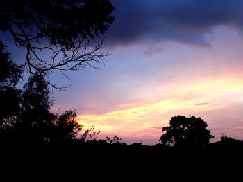 Silhouette of trees at sunset