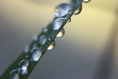 Close-up of water drops on plant