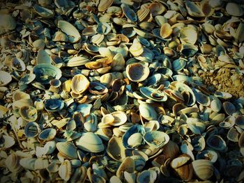 Full frame shot of seashells