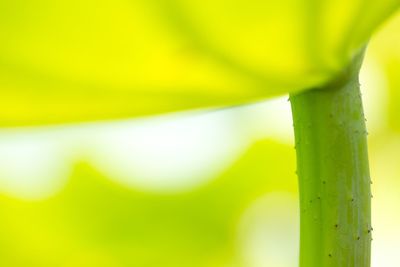 Close-up of green leaves