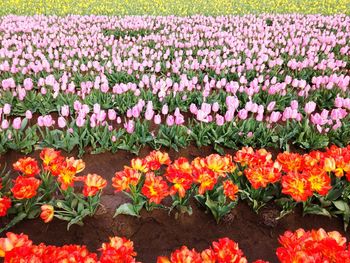 Flowers blooming on field