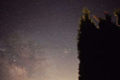 Low angle view of trees against sky at night