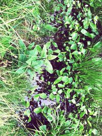 High angle view of plants growing on field