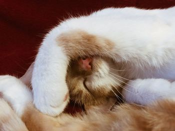 Close-up of cat sleeping