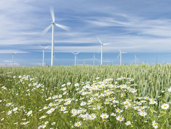 Scenic view of flowering plants on field against sky