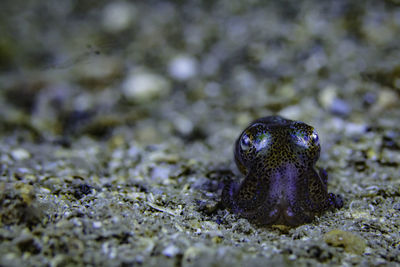 Close-up of turtle in water