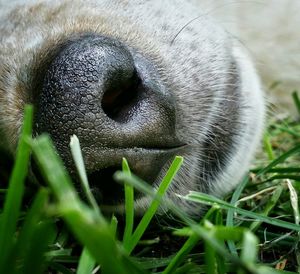 Cropped image of dog nose