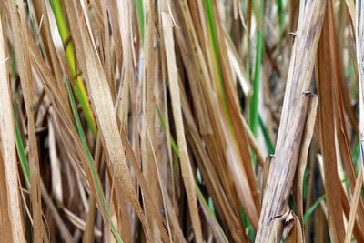 Full frame shot of plants growing on field