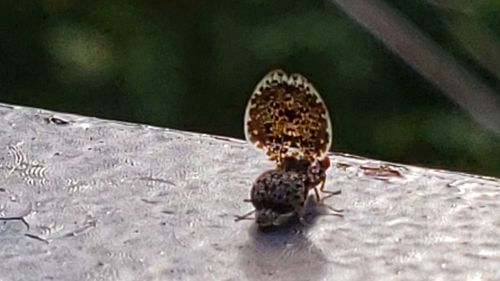 High angle view of insect on water