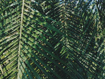 Full frame shot of palm trees