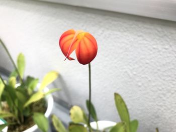 Close-up of red tulip