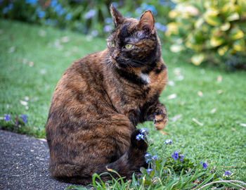 Cat sitting on field