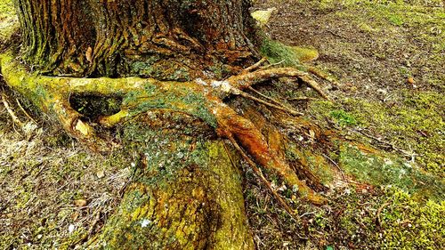 High angle view of moss growing on tree trunk