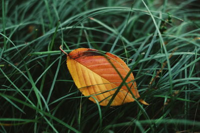 Close-up of orange leaf on grass