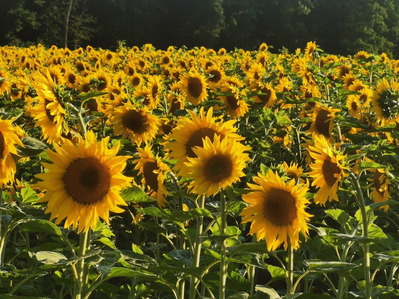 CLOSE-UP OF YELLOW FLOWERING PLANTS