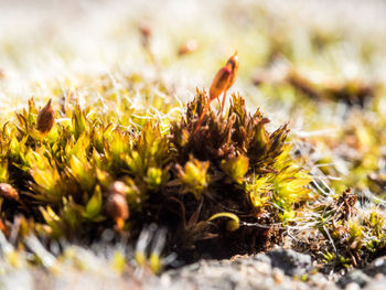 Close-up of plant growing on field