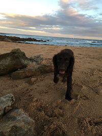 Dog on beach against sky during sunset