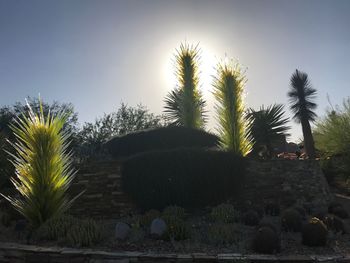 Palm trees against clear sky