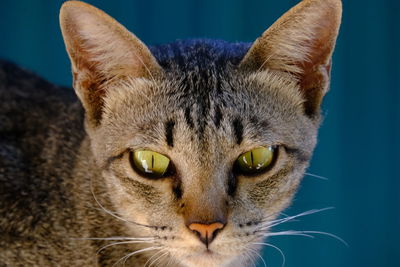 Close-up portrait of a cat