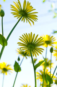 Low angle view of yellow flowering plants against sky