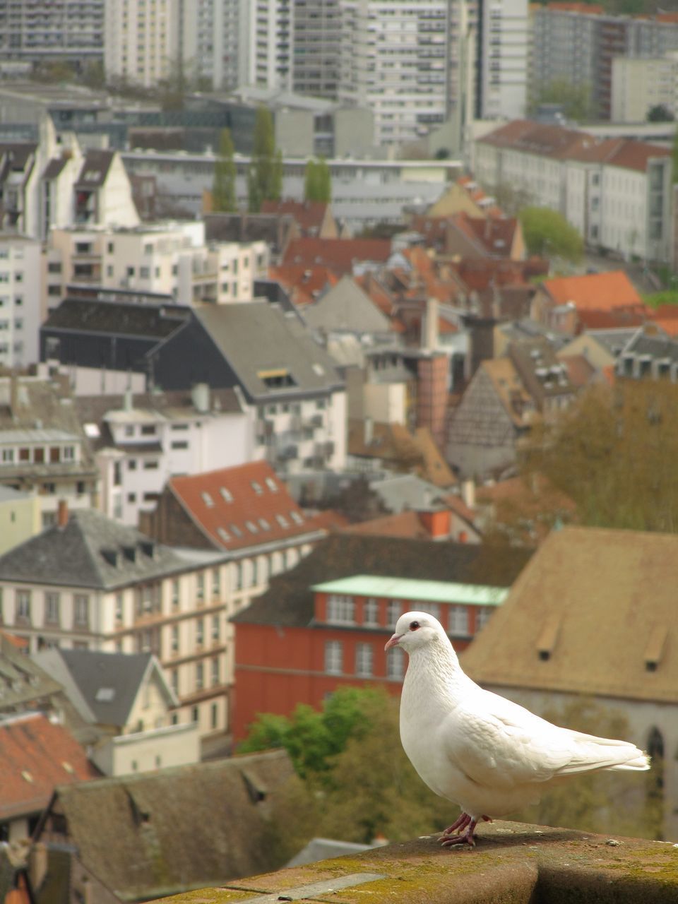 SEAGULL PERCHING ON ROOF OF BUILDINGS