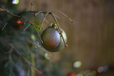 Close-up of fruits hanging on tree