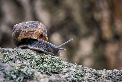 Close-up of snail on rock