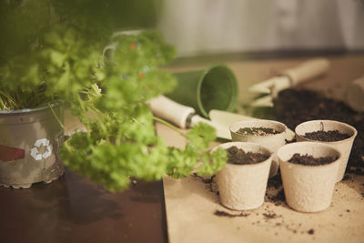 Seedlings and pots on table
