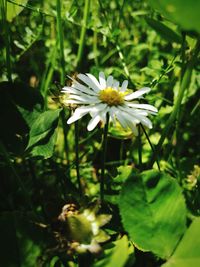 Close-up of white daisy blooming outdoors