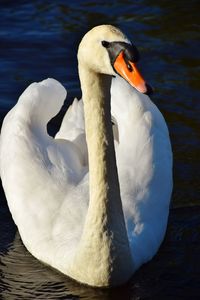 Close-up of swan in lake