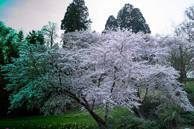 White flowers growing on tree