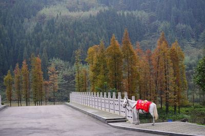 White horse standing on sidewalk by road against trees on mountain