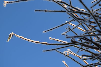 Low angle view of branches against clear sky during winter